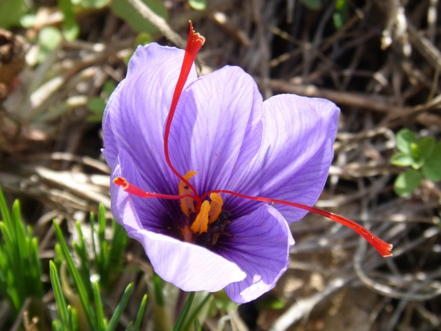 fleur de crocus sativus